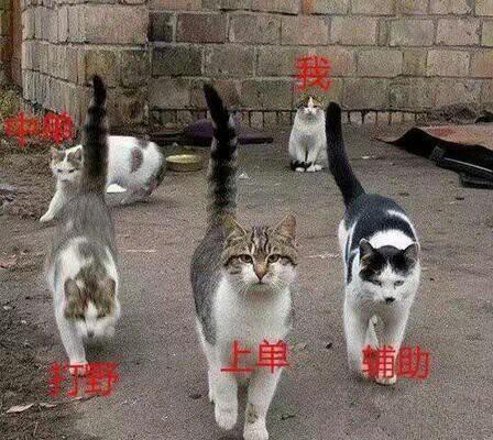 娱乐吃瓜酱牛奶猫,揭秘牛奶猫的神秘魅力